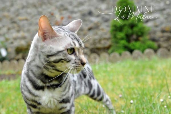 fiona-femelle-reproductrice-elevage-chat-bengal-ile-de-france