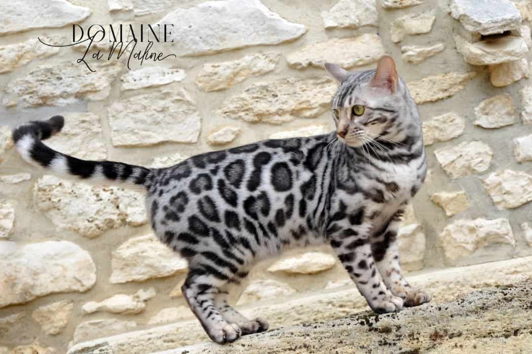 fiona-femelle-reproductrice-elevage-chat-bengal-paris