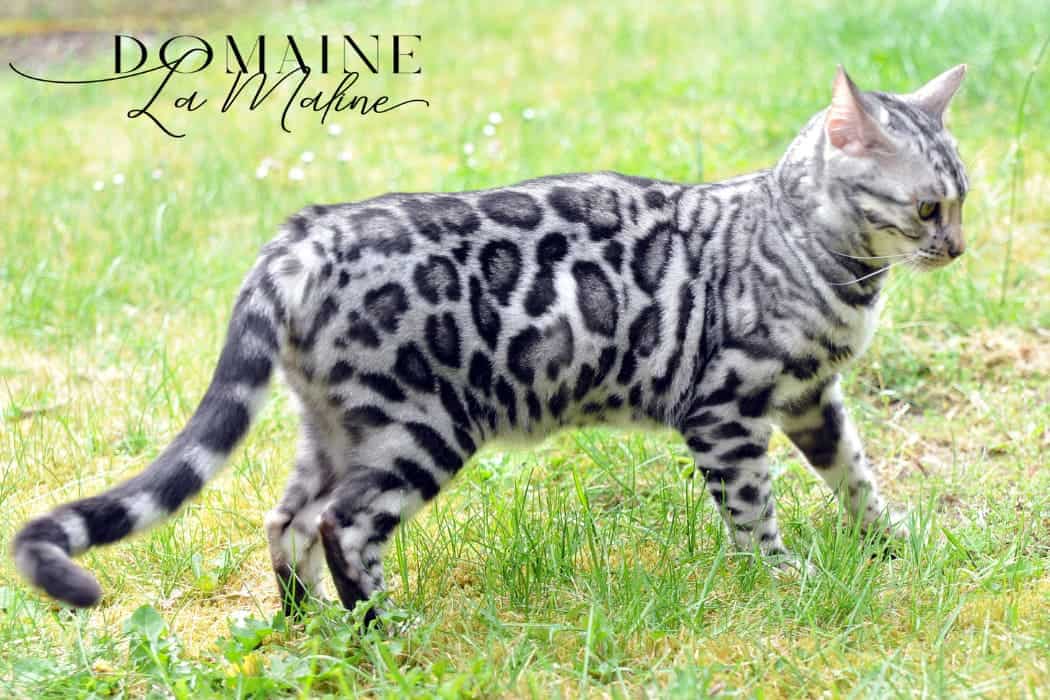 fiona-femelle-reproductrice-elevage-chatterie-bengal-95