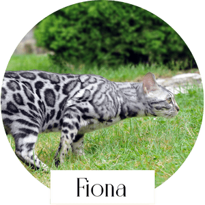 fiona engambest chat bengal reproductrice elevage professionnel loof