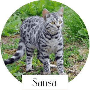 sansa black osiris bengal chatte reproductrice elevage professionnel loof
