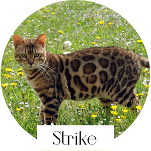 strike solidagos chat bengal reproducteur elevage professionnel loof