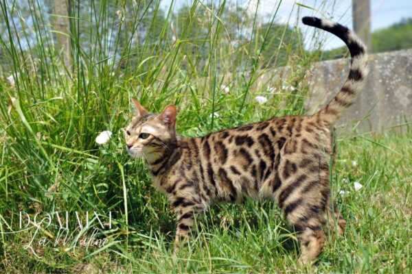 brown-tabby-rosetted-reproductrice-elevage-chat-bengal-france
