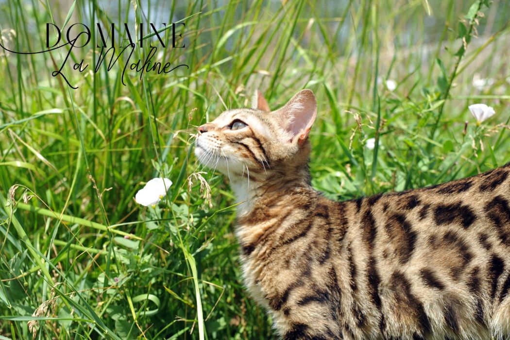 brown-tabby-rosetted-reproductrice-elevage-chat-bengal-paris