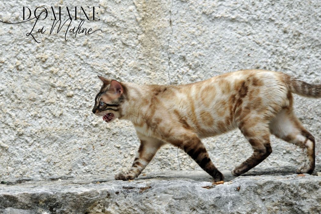 couleur-snow-lynx-reproducteur-elevage-chat-bengal-france