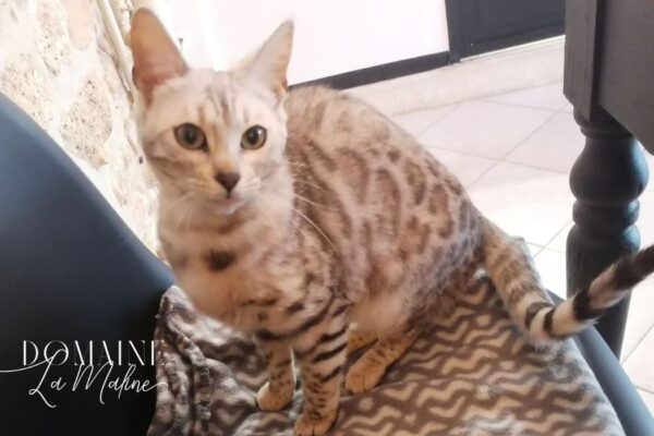 domaine-la-maline-femelle-silver-tabby-rosetted-elevage-chat-bengal