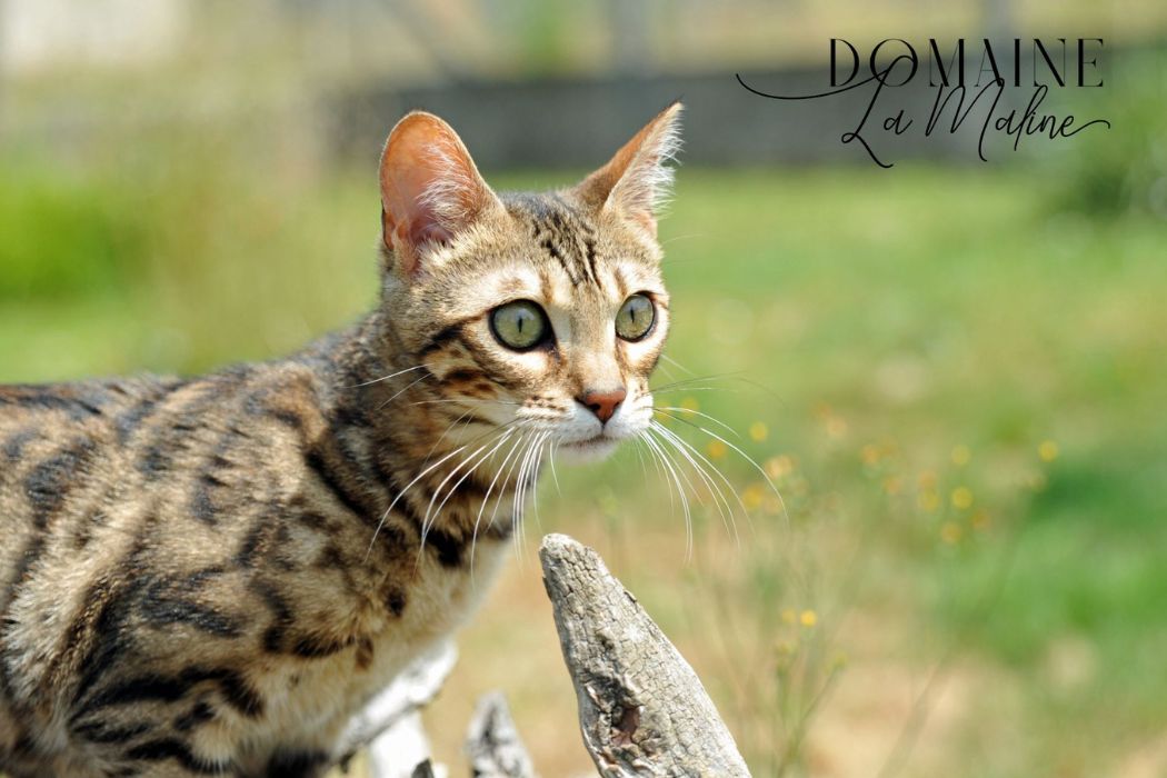 domaine-la-maline-reproductrice-elevage-chat-bengal