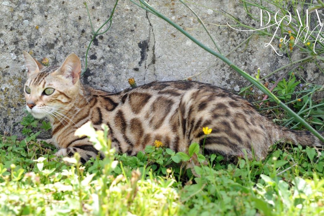 femelle-brown-reproductrice-elevage-chat-bengal-paris