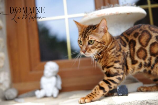 femelle-reproductrice-elevage-chat-bengal-paris