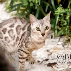 femelle-silver-tabby-rosetted-reproductrice-elevage-chat-bengal-paris