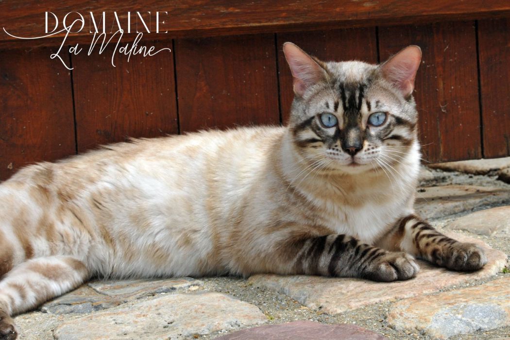 male-snow-lynx-reproducteur-elevage-chat-bengal-95