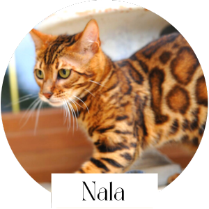 nala chat bengal femelle reproductrice