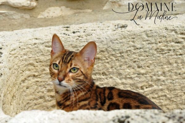 nala-femelle-brown-tabby-rosetted-reproductrice-elevage-chat-bengal-95