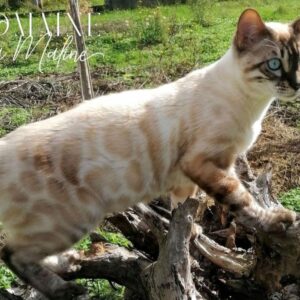 snow-lynx-reproducteur-elevage-chat-bengal-95