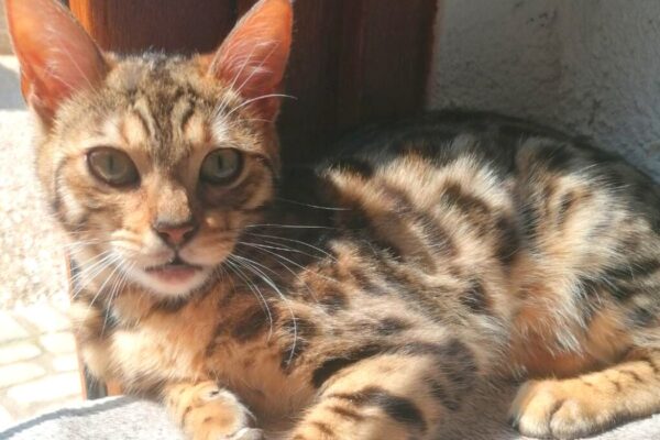 taia-femelle-reproductrice-elevage-chatterie-bengal-95