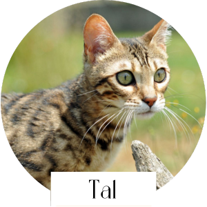 tal chat bengal femelle reproductrice