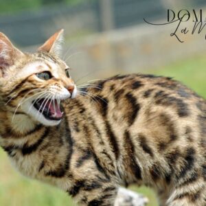tal-femelle-brown-tabby-rosetted-reproductrice-elevage-chat-bengal-95