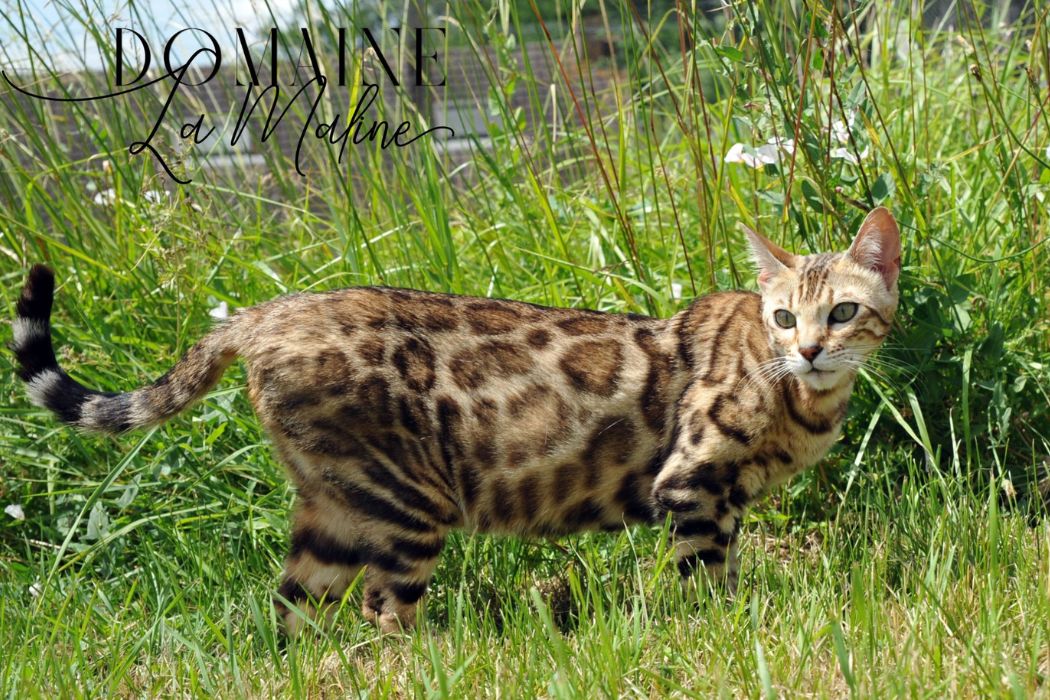 tokyo-femelle-brown-reproductrice-elevage-chat-bengal-95
