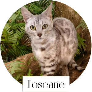 toscane chat bengal femelle reproductrice