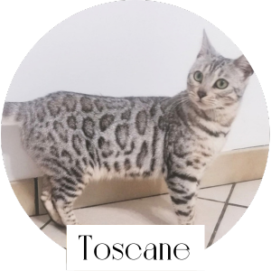 toscane chat bengal femelle reproductrice elevage paris