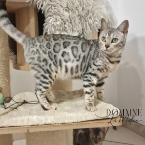 toscane-femelle-silver-tabby-rosetted-elevage-chat-bengal-ile-de-france