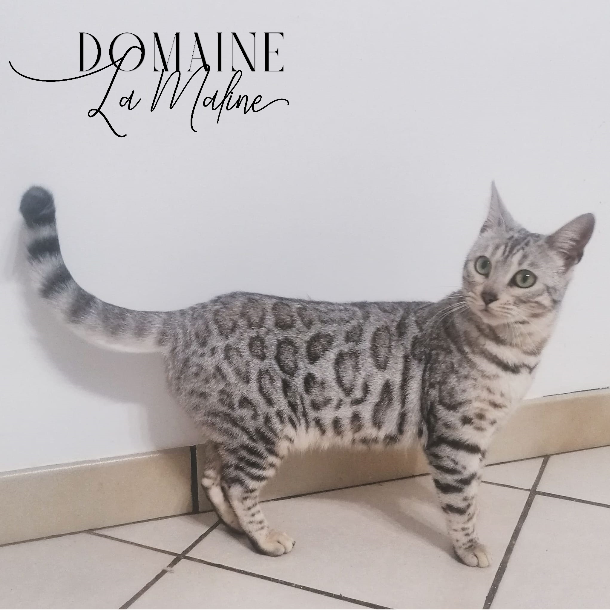 toscane-femelle-silver-tabby-rosetted-elevage-chat-bengal-paris-75