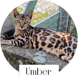 umber chat bengal femelle reproductrice