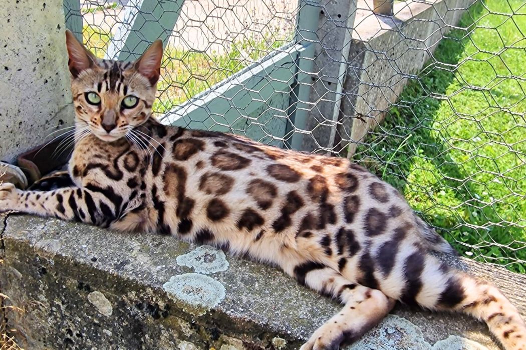 umber-femelle-brown-tabby-rosetted-reproductrice-elevage-chat-bengal-95