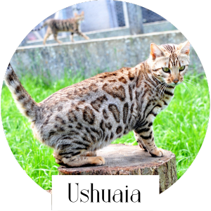 ushuaia chat bengal femelle reproductrice elevage paris