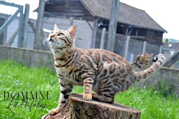 ushuaia-femelle-brown-elevage-chat-bengal-ile-de-france