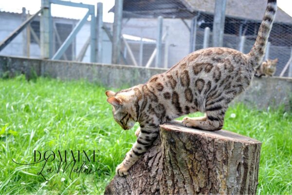 ushuaia-femelle-brown-elevage-chat-bengal-paris-75