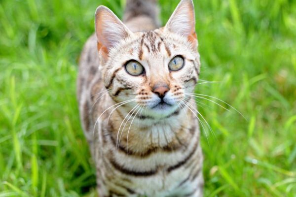 ushuaia-femelle-brown-tabby-rosetted-elevage-chat-bengal-ile-de-france