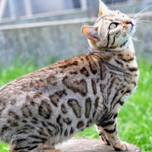 ushuaia-femelle-brown-tabby-rosetted-elevage-chat-bengal-paris