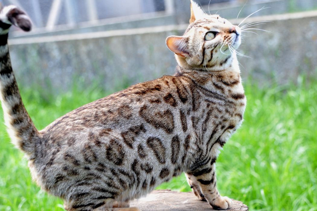 ushuaia-femelle-brown-tabby-rosetted-elevage-chat-bengal-paris