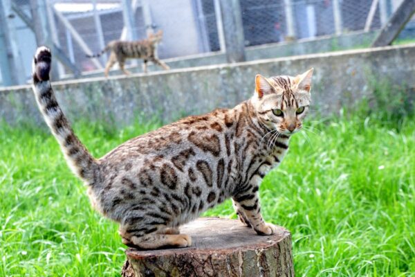 ushuaia-femelle-brown-tabby-rosetted-elevage-chatterie-bengal-ile-de-france