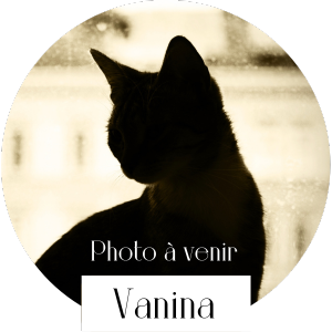 vanina chat bengal femelle reproductrice elevage paris