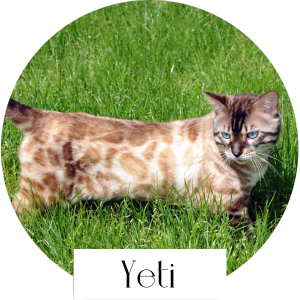 yeti chat bengal male reproducteur elevage paris