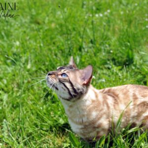 yeti-male-snow-lynx-reproducteur-elevage-chat-bengal-paris-75