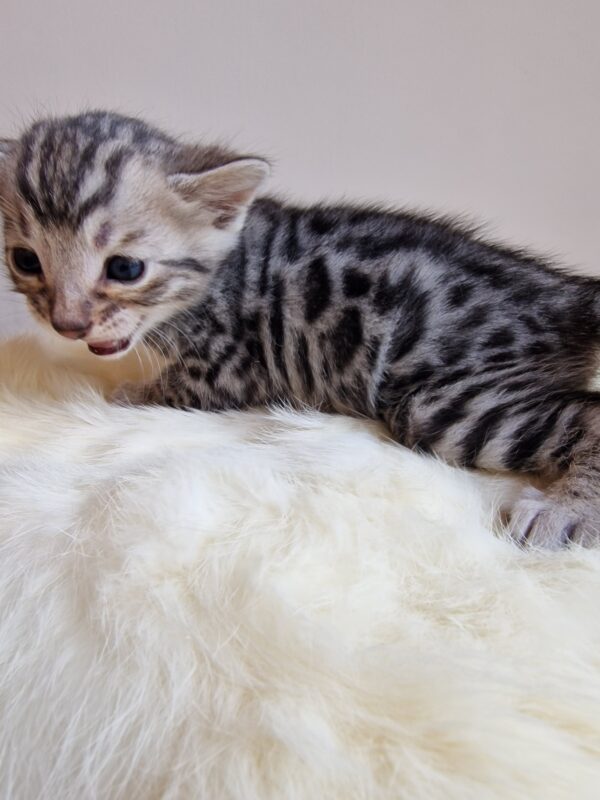 ONYX - (mâle)  Silver RESERVE POUR ALICE ET SA FAMILLE – Image 9