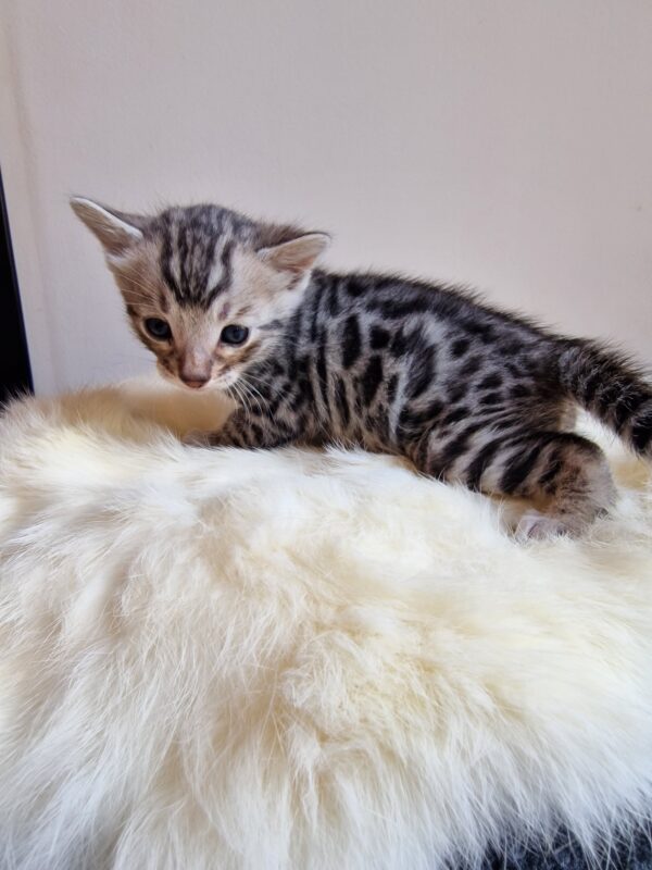 ONYX - (mâle)  Silver RESERVE POUR ALICE ET SA FAMILLE