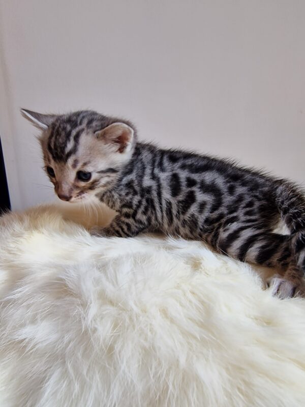 ONYX - (mâle)  Silver RESERVE POUR ALICE ET SA FAMILLE – Image 8