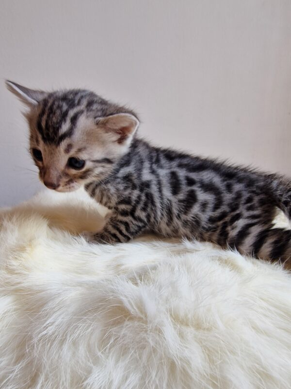 ONYX - (mâle)  Silver RESERVE POUR ALICE ET SA FAMILLE – Image 7