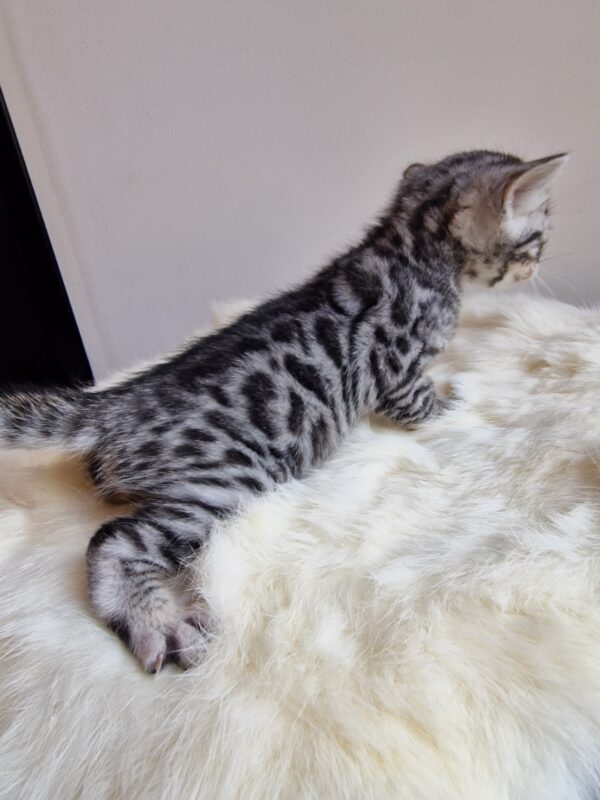 ONYX - (mâle)  Silver RESERVE POUR ALICE ET SA FAMILLE – Image 6