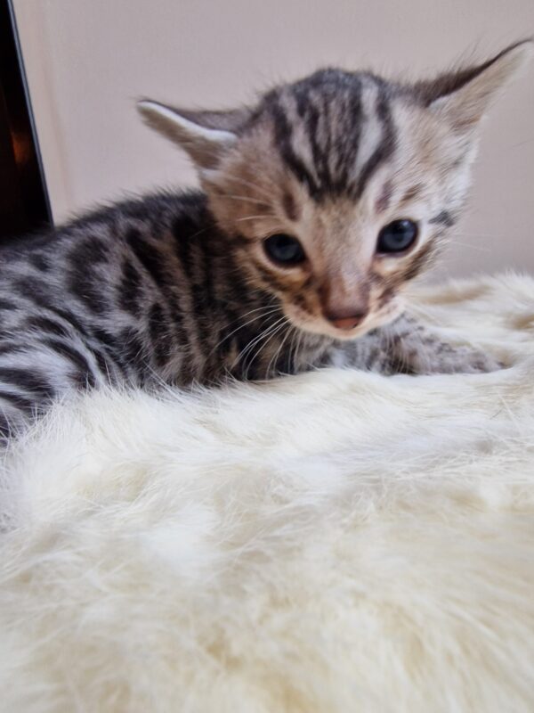ONYX - (mâle)  Silver RESERVE POUR ALICE ET SA FAMILLE – Image 4