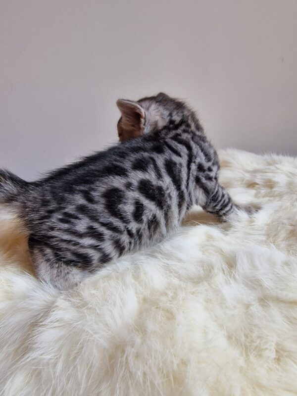ONYX - (mâle)  Silver RESERVE POUR ALICE ET SA FAMILLE – Image 3
