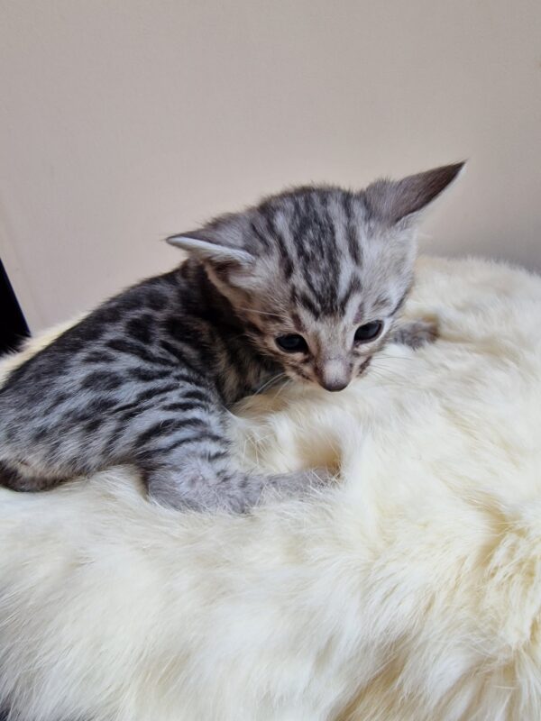 AMOUR - (femelle)  Silver - RESERVEE POUR SON DEMI FRERE OSCAR – Image 5