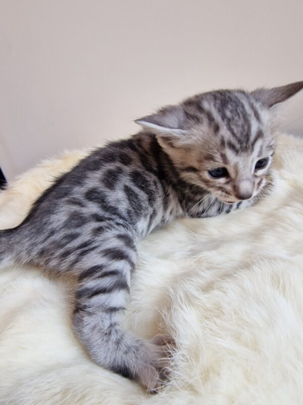 AMOUR - (femelle)  Silver - RESERVEE POUR SON DEMI FRERE OSCAR – Image 8