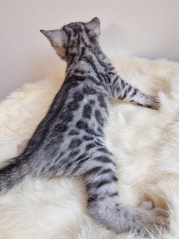 AMOUR - (femelle)  Silver - RESERVEE POUR SON DEMI FRERE OSCAR – Image 9