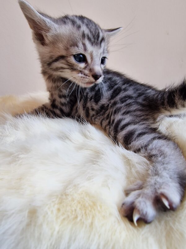 AMOUR - (femelle)  Silver - RESERVEE POUR SON DEMI FRERE OSCAR – Image 10