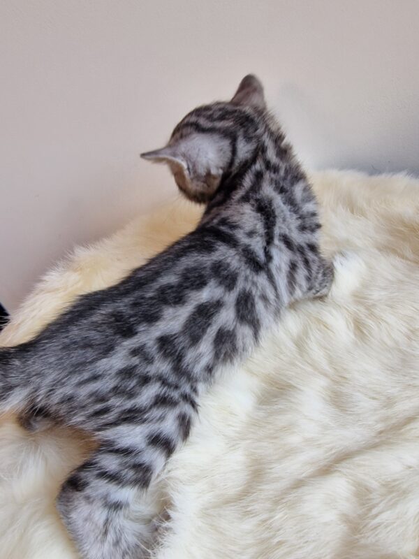 AMOUR - (femelle)  Silver - RESERVEE POUR SON DEMI FRERE OSCAR – Image 13